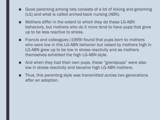 ■ Good parenting among rats consists of a lot of licking and grooming
(LG) and what is called arched-back nursing (ABN).
■ Mothers differ in the extent to which they do these LG-ABN
behaviors, but mothers who do it more tend to have pups that grow
up to be less reactive to stress.
■ Francis and colleagues (1999) found that pups born to mothers
who were low in this LG-ABN behavior but raised by mothers high in
LG-ABN grew up to be low in stress reactivity and as mothers
themselves exhibited the high LG-ABN style.
■ And when they had their own pups, these “grandpups” were also
low in stress reactivity and became high LG-ABN mothers.
■ Thus, this parenting style was transmitted across two generations
after an adoption.
 