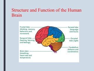 Structure and Function of the Human
Brain
 