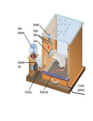 Current perspective in psychology 