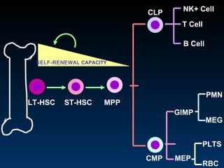 Current Perspectives on Stem Cell Biology | PPT