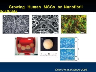 Growing  Human  MSCs  on Nanofibril Scaffolds Chen FH,et al.Nature 2006 