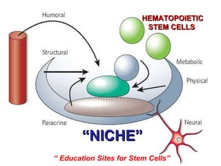 HEMATOPOIETIC STEM CELLS  “ NICHE” “  Education Sites for Stem Cells” 