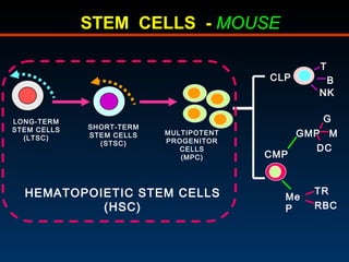 STEM  CELLS  -  MOUSE CLP T B NK CMP GMP G DC M MeP TR RBC HEMATOPOIETIC STEM CELLS (HSC) LONG-TERM STEM CELLS (LTSC) SHOR...