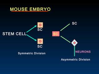 MOUSE EMBRYO STEM CELL SC SC SC NEURONS Symmetric Division Asymmetric Division SC 