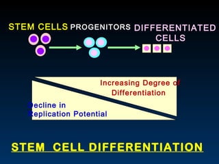 STEM CELLS PROGENITORS DIFFERENTIATED CELLS Decline in Replication Potential Increasing Degree of Differentiation   STEM  ...