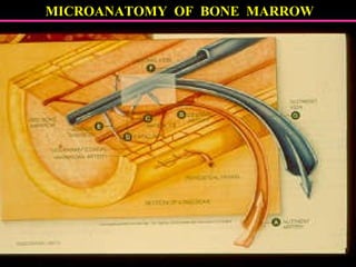 MICROANATOMY  OF  BONE  MARROW 
