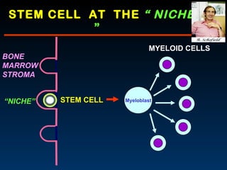 STEM CELL  AT  THE  “ NICHE  ”   STEM CELL Myeloblast BONE MARROW STROMA “ NICHE” MYELOID CELLS 