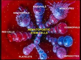HEMATOPOIETIC STEM CELLS RED CELLS MONOCYTES PLATELETS LYMPHOCYTES EOSINOPHILS NEUTROPHILS BASOPHILS 