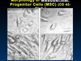 Morphology of  Mesodermal  Progenitor Cells (MSC)  (CD 45- GlyA-) 