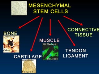 MESENCHYMAL  STEM CELLS BONE CARTILAGE MUSCLE TENDON LIGAMENT CONNECTIVE TISSUE Chondroblasts Collagen II SM Myoblast Sm M...