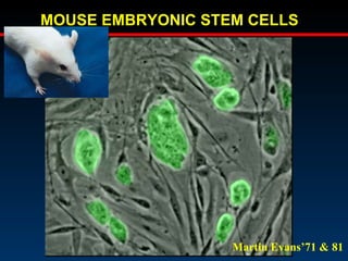 MOUSE EMBRYONIC STEM CELLS Martin Evans’71 & 81 