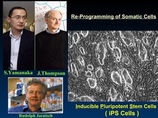 I nducible  P luripotent  S tem Cells ( iPS Cells ) S.Yamanaka J.Thompson Re-Programming of Somatic Cells Rudolph Jaenisch 
