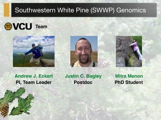 Southwestern White Pine (SWWP) Genomics
Andrew J. Eckert Justin C. Bagley Mitra Menon
Team
PI, Team Leader Postdoc PhD Student
 
