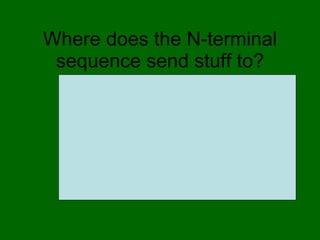 Where does the N-terminal sequence send stuff to? ,[object Object]
