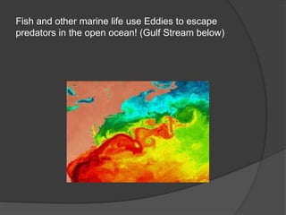 Fish and other marine life use Eddies to escape
predators in the open ocean! (Gulf Stream below)
 