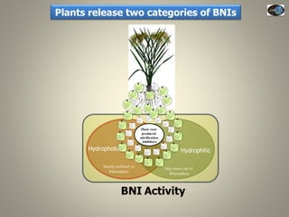 Current Status of BNI Research at JIRCAS