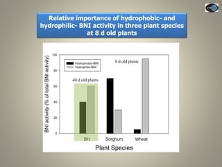 Current Status of BNI Research at JIRCAS