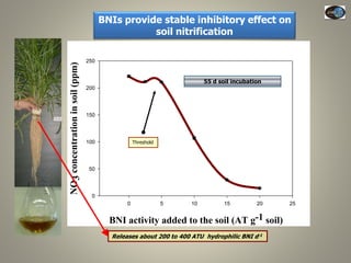 Current Status of BNI Research at JIRCAS