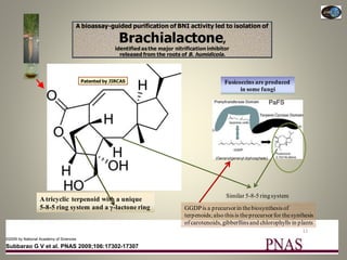 Current Status of BNI Research at JIRCAS