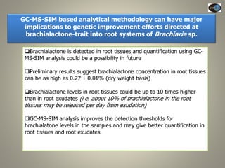 Current Status of BNI Research at JIRCAS
