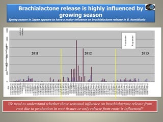 Current Status of BNI Research at JIRCAS
