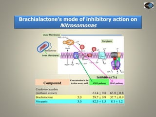 Current Status of BNI Research at JIRCAS