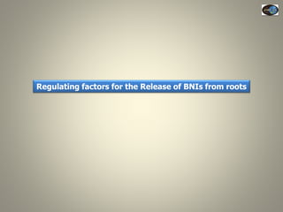 Current Status of BNI Research at JIRCAS