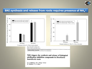 Current Status of BNI Research at JIRCAS