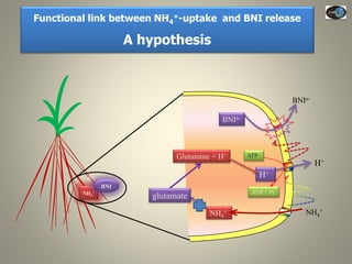 Current Status of BNI Research at JIRCAS