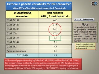 Current Status of BNI Research at JIRCAS