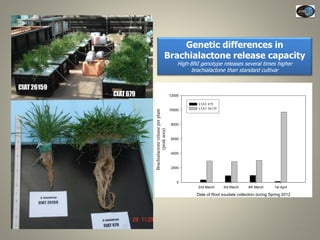Current Status of BNI Research at JIRCAS