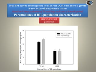 Current Status of BNI Research at JIRCAS