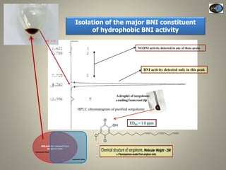 Current Status of BNI Research at JIRCAS