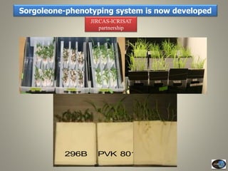 Current Status of BNI Research at JIRCAS