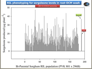 Current Status of BNI Research at JIRCAS