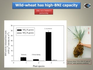 Current Status of BNI Research at JIRCAS