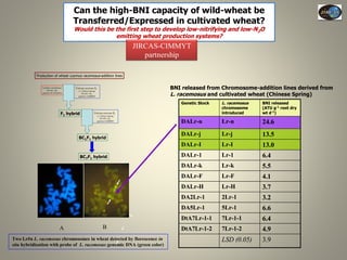 Current Status of BNI Research at JIRCAS