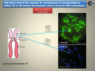 Current Status of BNI Research at JIRCAS
