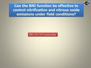 Current Status of BNI Research at JIRCAS