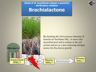 Current Status of BNI Research at JIRCAS