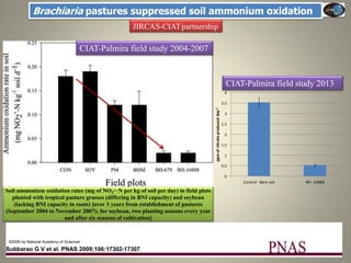 Current Status of BNI Research at JIRCAS
