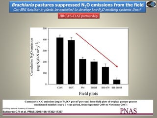 Current Status of BNI Research at JIRCAS