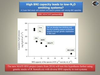 Current Status of BNI Research at JIRCAS