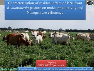 Current Status of BNI Research at JIRCAS