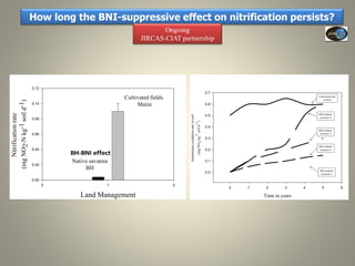 Current Status of BNI Research at JIRCAS