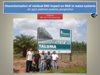 Current Status of BNI Research at JIRCAS