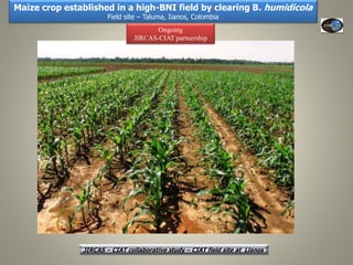 Current Status of BNI Research at JIRCAS