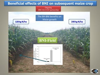 Current Status of BNI Research at JIRCAS