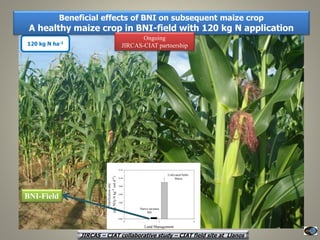 Current Status of BNI Research at JIRCAS