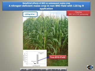 Current Status of BNI Research at JIRCAS